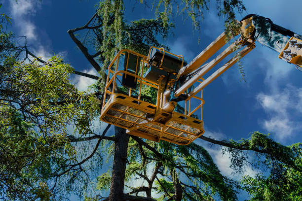 Best Commercial Tree Services  in Oasis, CA